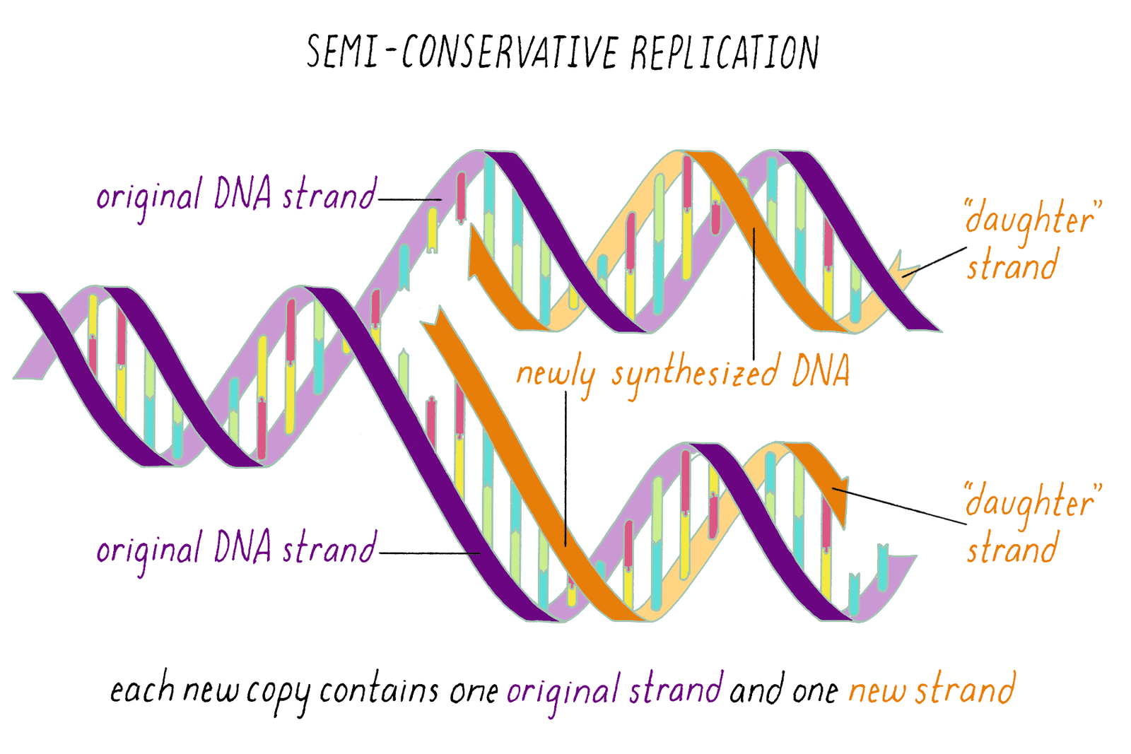 Ilustracija udvostručavanja molekule DNA
