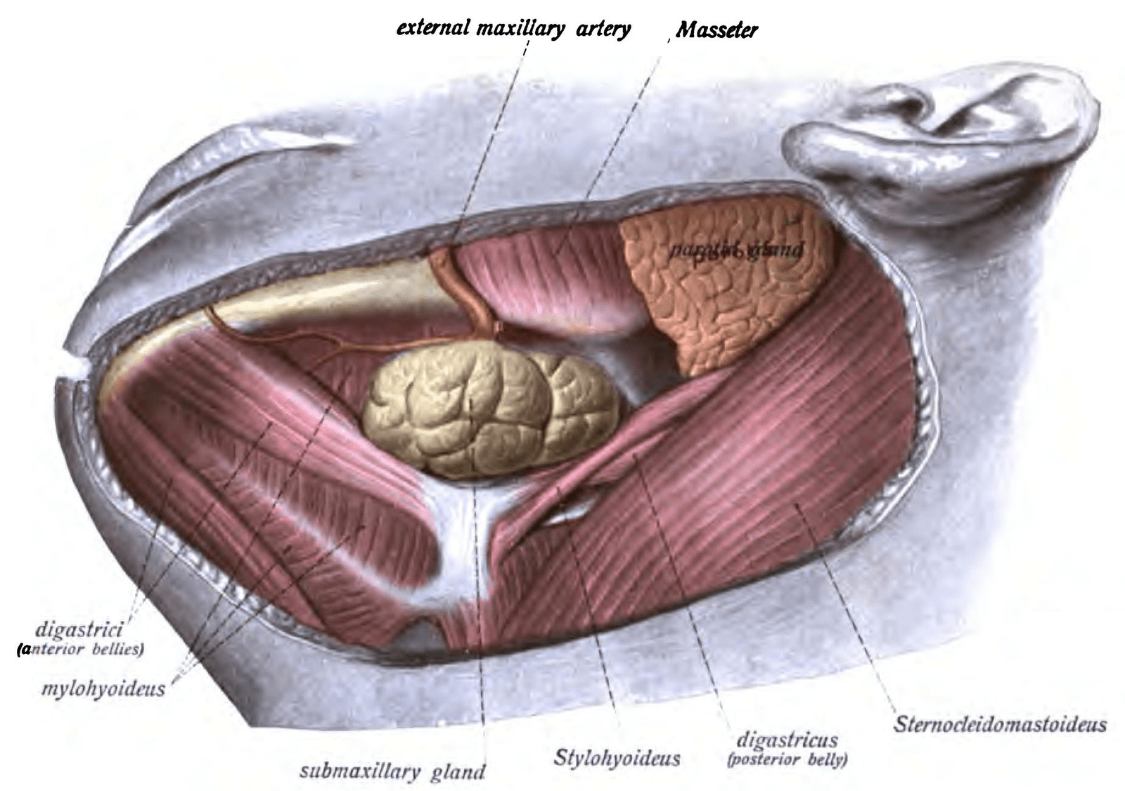Anatomski prikaz žlijezda slinovnica na glavi i vratu
