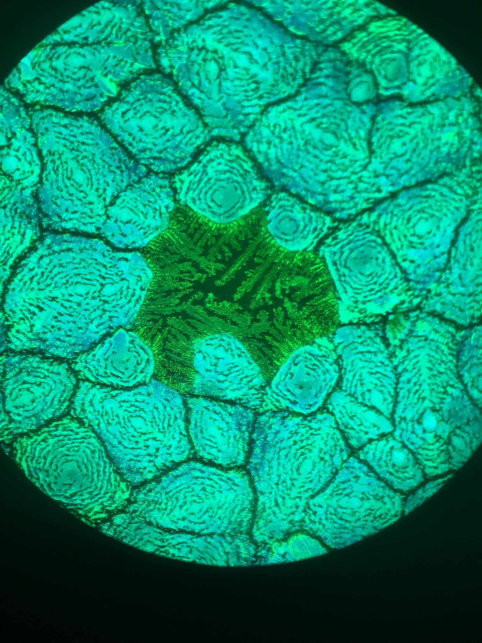 Struktura tankog sloja perovskita pod fluorescentnim mikroskopom