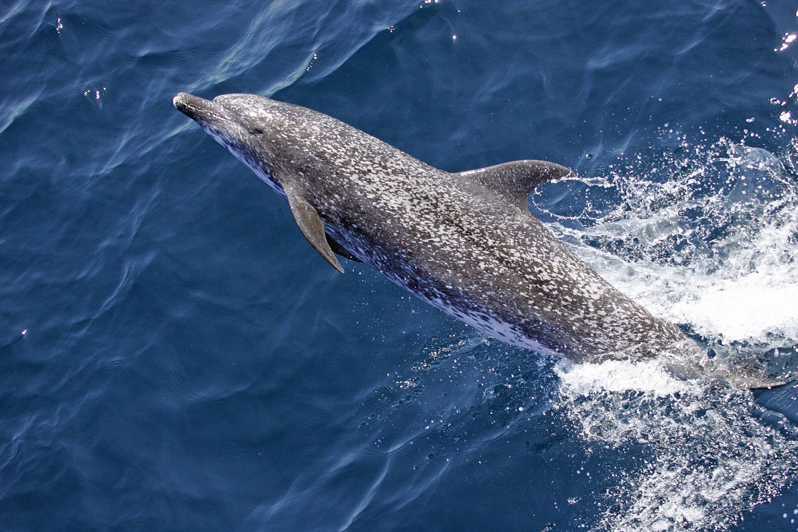 Atlantski pjegavi dupin, vrsta čije su snimke služile za treniranje DolphinGemme
